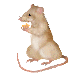 Rat 2