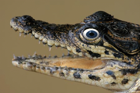 crocodile