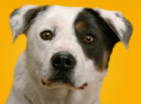 dog smile