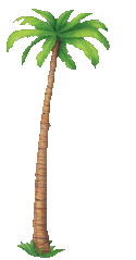palm