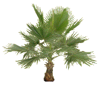 palmtree3