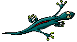 Lizard