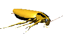 Cockroach