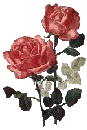 roses02